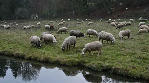 Sheep grazing in a meadow during winter Stock Footage 145792932