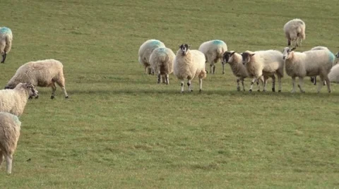 Sheep grazing in a meadow Stock Footage 45976661