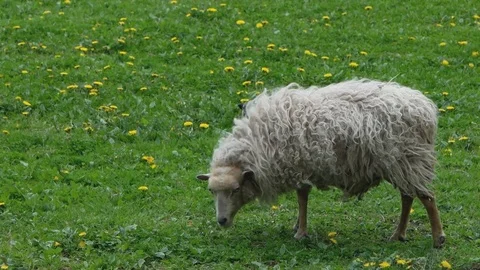 Sheep grazing in a meadow. Stock Footage 73702852