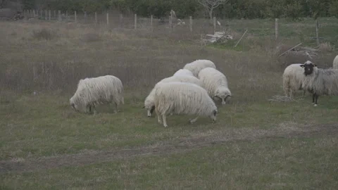 Sheep grazing on a meadow Stock Footage 90500017