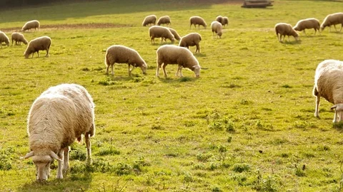 Sheep grazing in meadow Stock-Footage 118933831