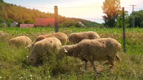 Sheep grazing on meadow Stock Footage 135381809