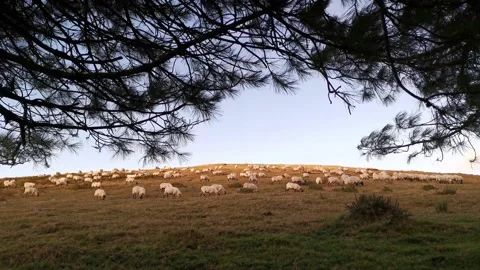 Sheep grazing in the meadow Stock Footage 138960343