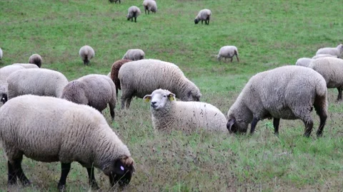 Sheep grazing in the meadow Video stock 145251469
