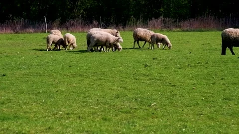 Sheep grazing in a meadow Stock Footage 239180918