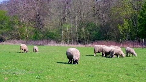 Sheep grazing in a meadow Stock Footage 239181029
