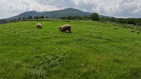 Sheep grazing in the meadow Stock Footage 244819556