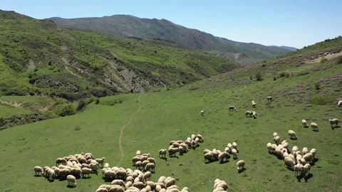 Sheep grazing in the meadow Stock Footage 294129084