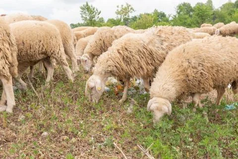 Sheep grazing in a meadow full of garbage. Concept of environmental pollution Stock Photos
