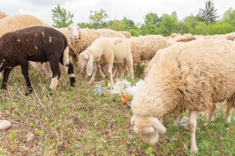 Sheep grazing in a meadow full of garbage. Concept of environmental pollution Stock Photos