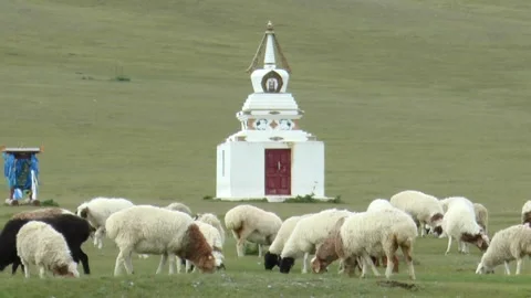 Sheep grazing in a meadow, Mongolia. Stock Footage 314054843