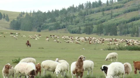 Sheep grazing in a meadow, Mongolia. Video stock 314054845