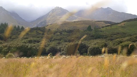 Sheep grazing in a meadow in a valley Stock Footage 93542437