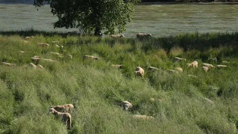 Sheep Grazing Med Close by River Stock Footage 240645392