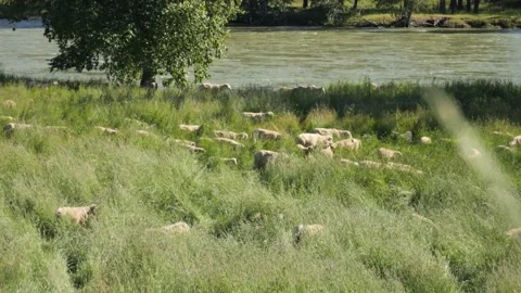 Sheep Grazing Med Close by River Stock Footage 240645437