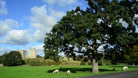 Sheep grazing by medieval helmsley castle north yorkshire moors uk Stock Footage 157920053