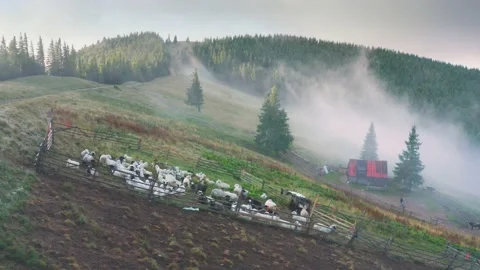 Sheep grazing in mist Stock Footage 170763364