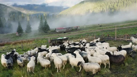 Sheep grazing in mist Video stock 170764167