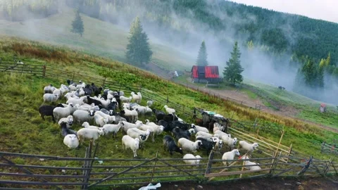 Sheep grazing in mist Video stock 170764407
