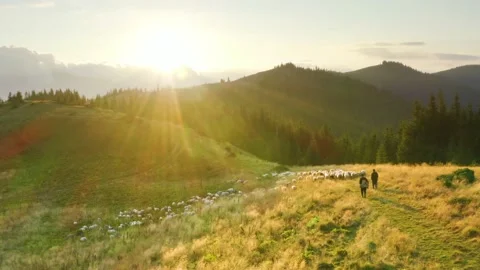 Sheep grazing in mist Stock Footage 171531307