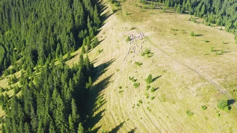 Sheep grazing in mist Stock Footage 171531681
