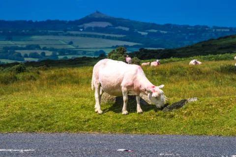Sheep grazing on the moorland grass on Dartmoor England. UK Stock Photos
