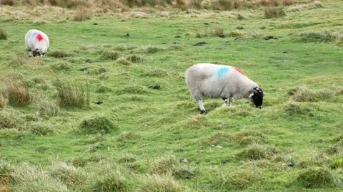 Sheep grazing on moors Stock Footage 151417358
