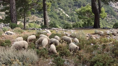 Sheep grazing in mountain landscape Stock Footage 326299013