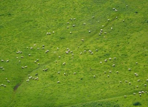 Sheep grazing on the mountain plain Stock Photos