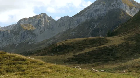 Sheep grazing in a mountain scenery. Video stock 55980040