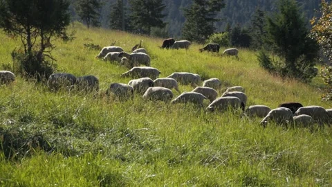Sheep Grazing Mountain Side Stock Footage 240645383