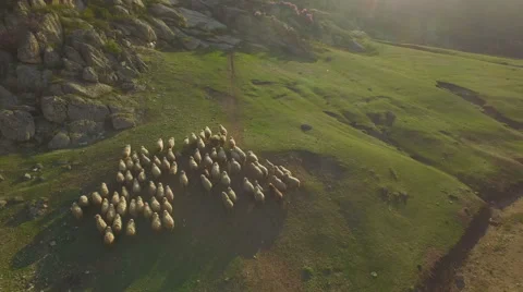 Sheep grazing in the mountains, aerial view Stock Footage