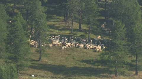 Sheep grazing in the mountains Stock Footage 37587072
