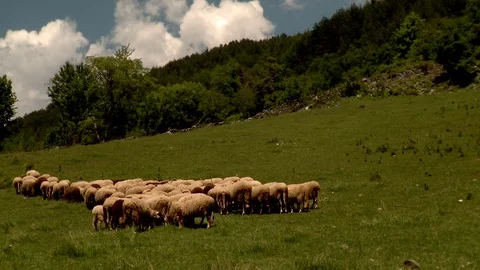 Sheep grazing in the mountains Vídeo Stock 83664984