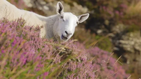 Sheep Grazing in the Mountains Stock Footage 87794830