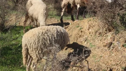 Sheep grazing in the mountains Stock Footage 147000215