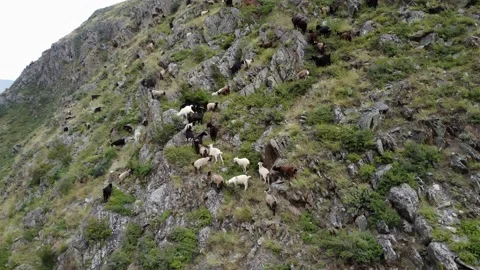 Sheep grazing in the mountains Stock Footage 167920754