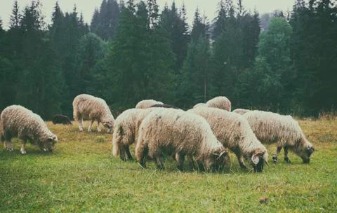Sheep grazing in mountains Stock Photos