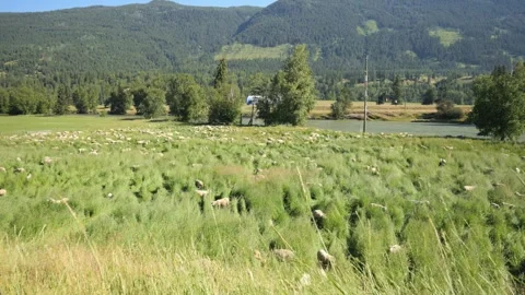 Sheep Grazing in the Mountains by the River 스톡 동영상 240645711