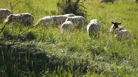 Sheep Grazing on Mountainside Stock Footage 240645390