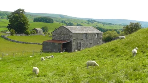 Sheep Grazing Next to an Old Stone Barn Stock Footage 89951768