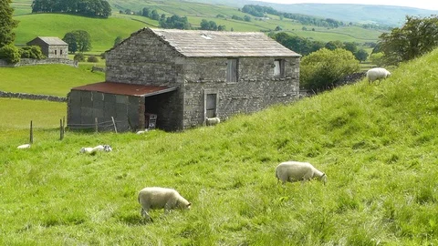 Sheep Grazing Next to an Old Stone Barn Stock Footage 89952231