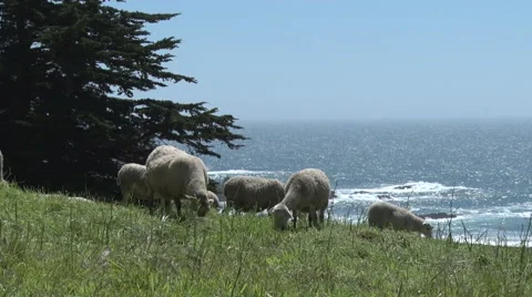 Sheep Grazing by ocean Stock Footage 62008937