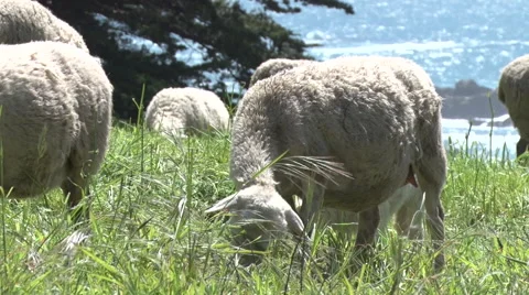 Sheep Grazing by ocean Stock Footage 62010937