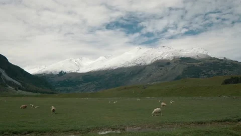Sheep grazing in open mountain meadow Stock Footage 140611155