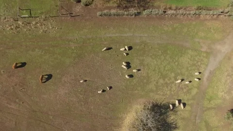 Sheep grazing in paddock aerial Stock Footage 246844275
