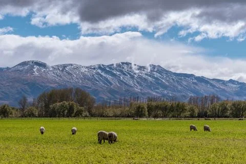 Sheep Grazing In A Paddock In Front Of Snow covered Mountains Stock Photos