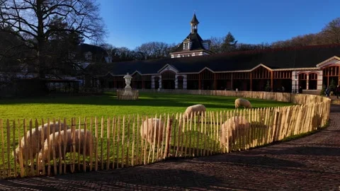 Sheep Grazing in Paddock at Paleis Het Loo Stables in Apeldoorn 動画素材 331347583