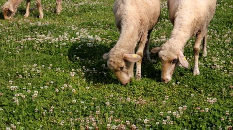 Sheep grazing on pasture Stock Footage 4669228
