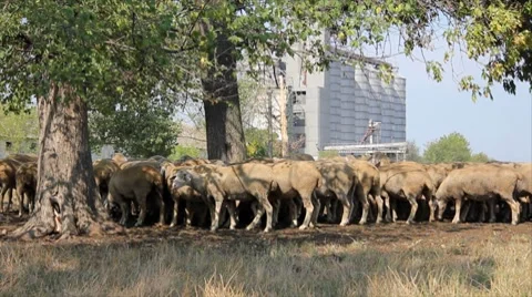 Sheep grazing on pasture Stock Footage 8637942